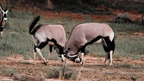 two male oryx fight and spar to win dominance