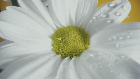 close-up of a white daisy with water droplets