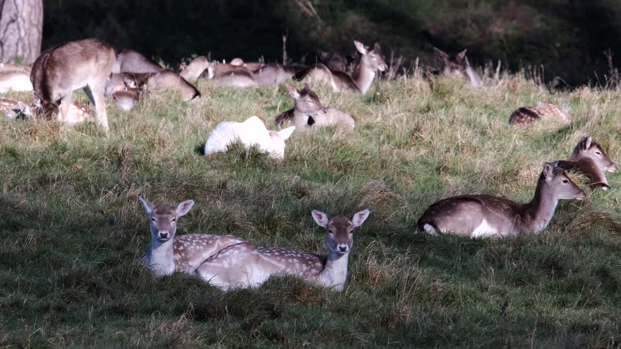 휴경 사슴 무리 쉬고 정적 샷 동물