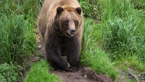 grande orso marrone che cammina lentamente, in alaska.