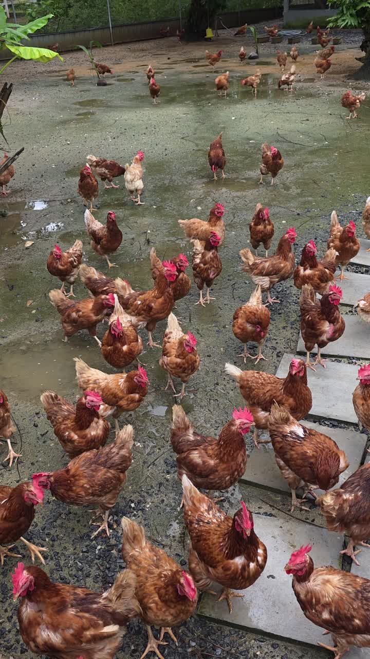Many free-range chickens are walking on wet ground at a chicken farm in Khao Lak, Thailand
