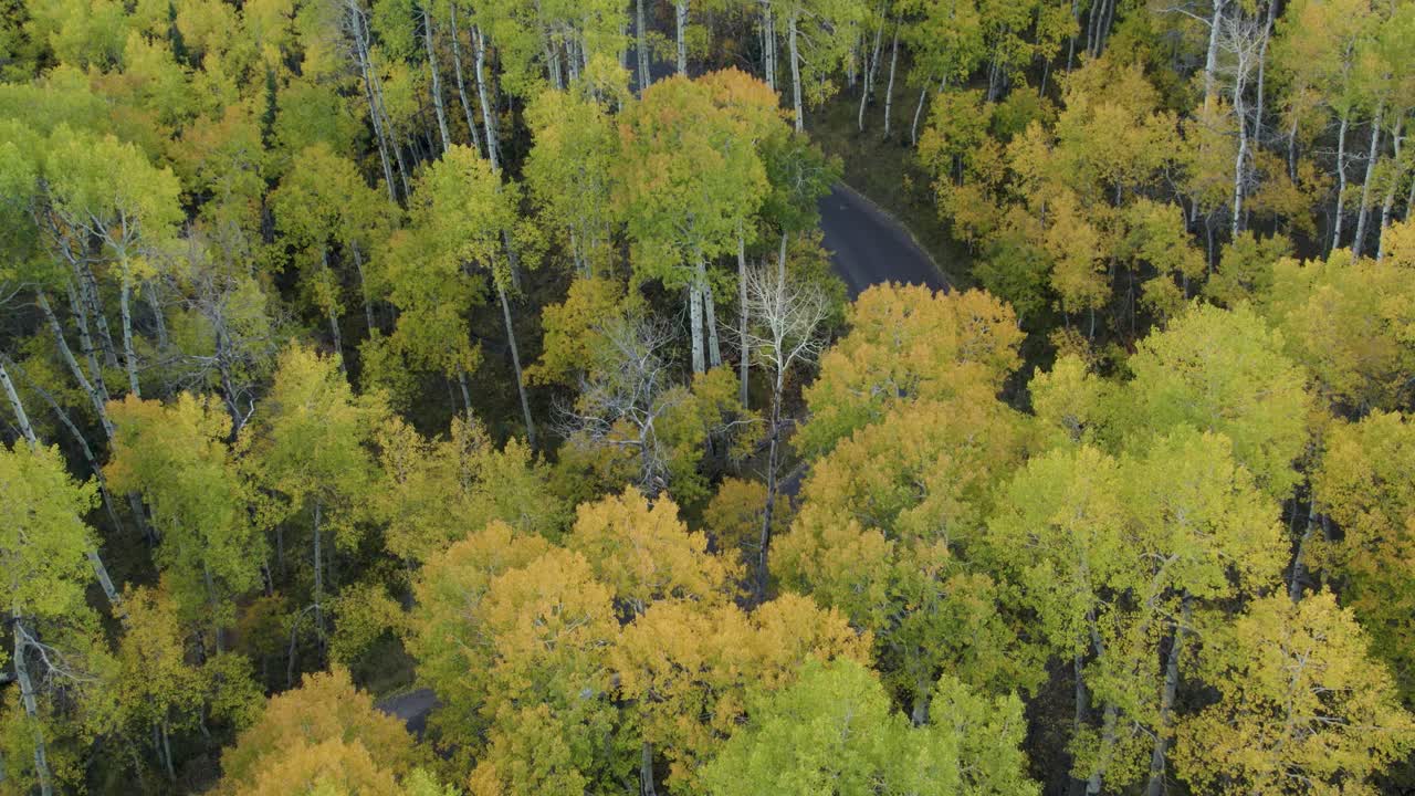 conducción de automóviles en bucle alpino pasando por árboles de álamo temblón con follaje amarillo en otoño