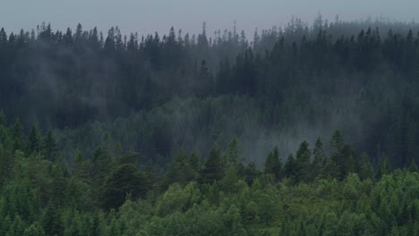 Foggy-View-of-Pine-Tree-Forest-In-The-Mountain