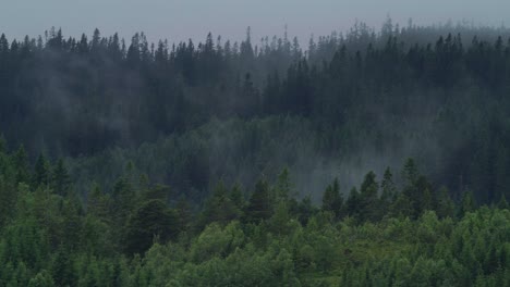 foggy view of pine tree forest in the mountain