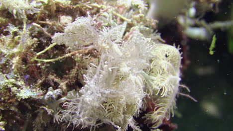 perfectly camouflaged ghost melibe on matching color feather star, nudibranch almost invisible, close-up shot