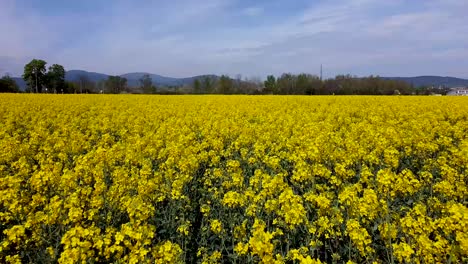 Close-Drones-flight-over-a-rapeseed-field-at-very-slow-speed-on-a-beautiful-day-with-blue-sky