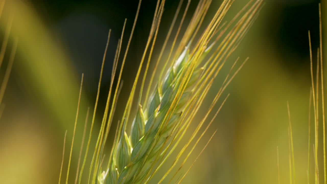 espikelet de cebada verde se balancea suavemente en el campo retroiluminado por el sol, enfoque poco profundo