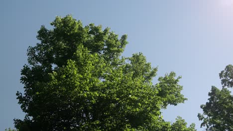 Looking up at an oak tree with the leaves blowing in the wind