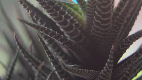 slow motion macro close up tilt of a crystal on a succulent