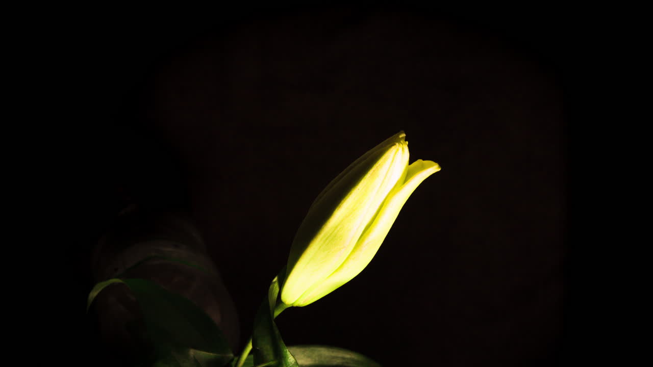 apertura de lirio amarillo sobre fondo negro