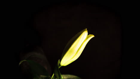 yellow lily opening on black background