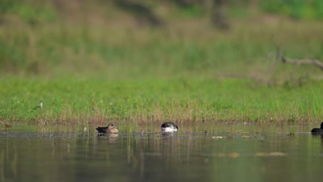 eurasian wigeon and knob billed duck swimming in water