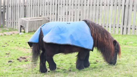 a pony grazing in a fenced area