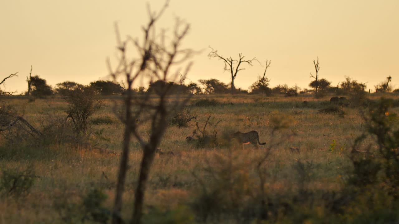 Cheetah family waling on the plains of African national park