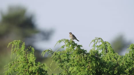 A-Sparrow-Bird-Sits-On-The-Top-Branch-Of-A-Tree-At-Daytime---low-angle-shot