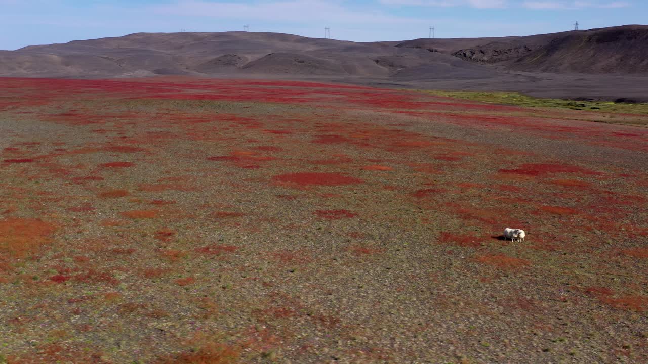 양 들 이 있는 아이슬란드 의 화산 풍경