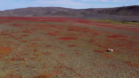 paisaje volcánico islandés con ovejas