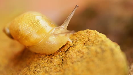 un caracol sube al borde de una roca