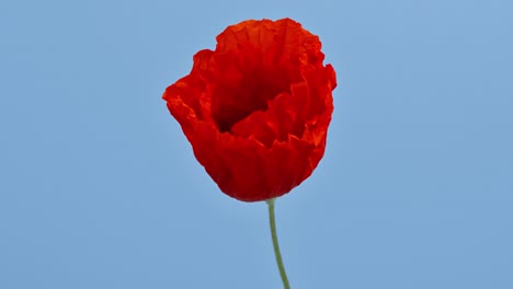 time lapse opening wild poppy flower, isolated on blue background
