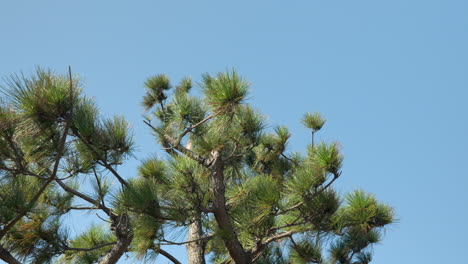 lush pine tree foliage blowing by the wind against blue sky background