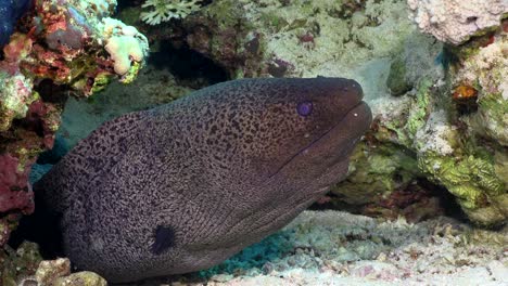anguila morena gigante de cerca en el mar rojo