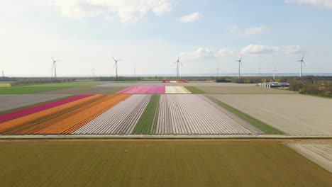 descent into colorful tulip field with wind turbines in the background