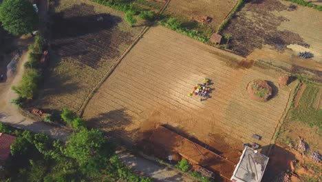 Aerial-drone-shot-of-harvested-wheat-farmlands-during-summer-in-a-rural-village-of-orchha-madhya-pradesh-in-india