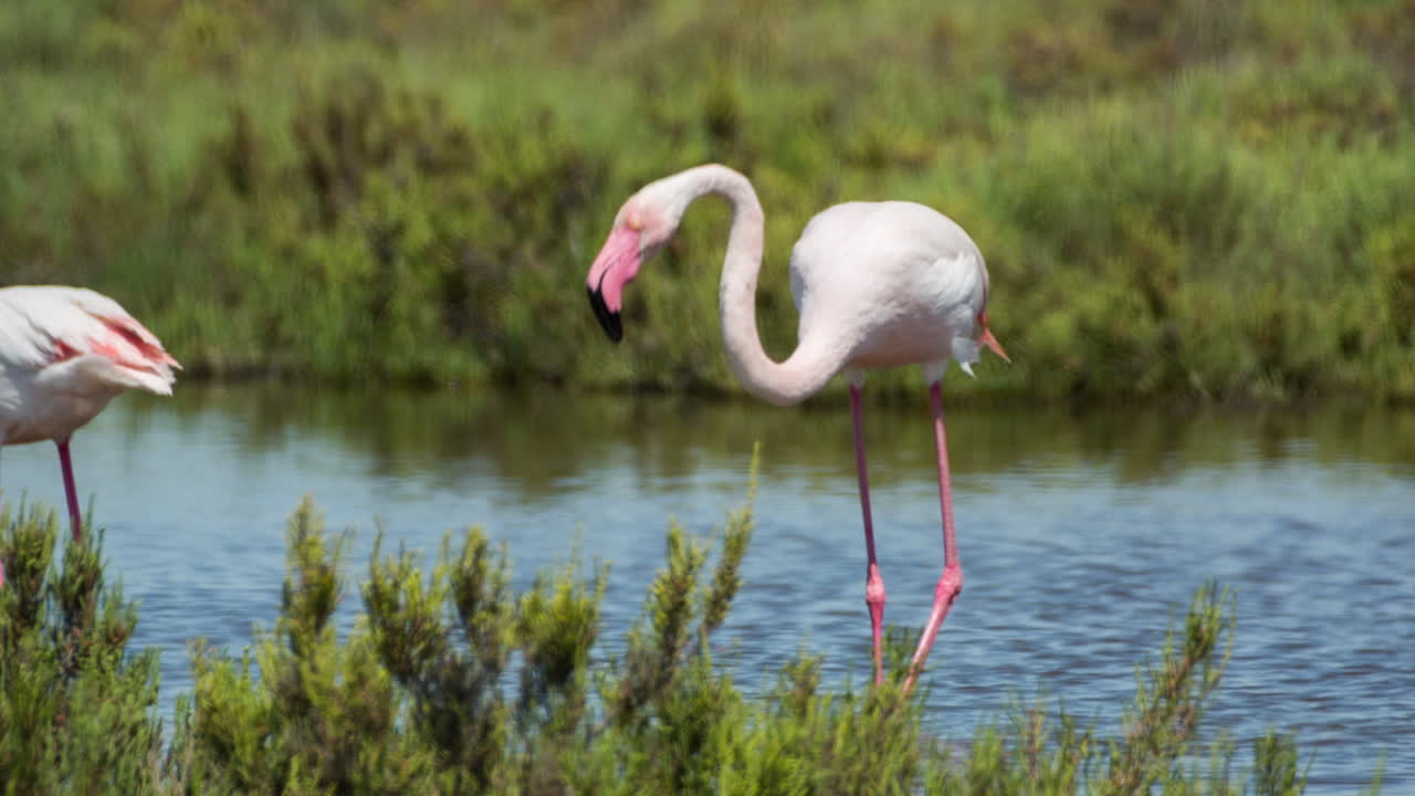 flamencos carmargue 21