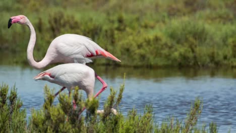 Flamencos-Carmargue-21