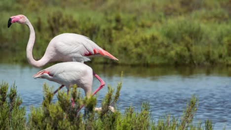 flamencos carmargue 21