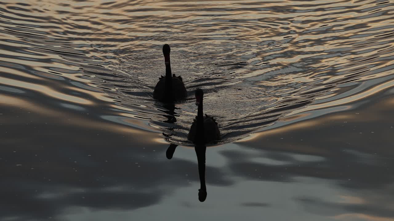 dos cisnes nadan juntos cuando cae el anochecer en el agua