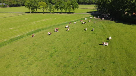 Drone shot of beautiful farm with cows.