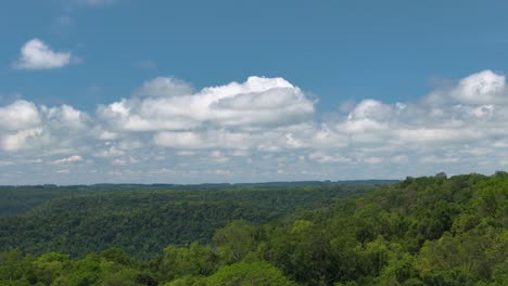 A-forest-in-a-cloudy-day