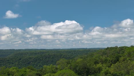 a forest in a cloudy day