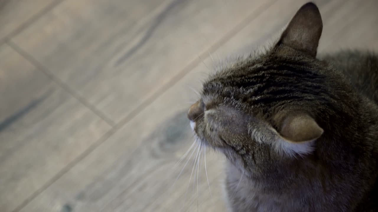 el gato se acuesta en el laminado.