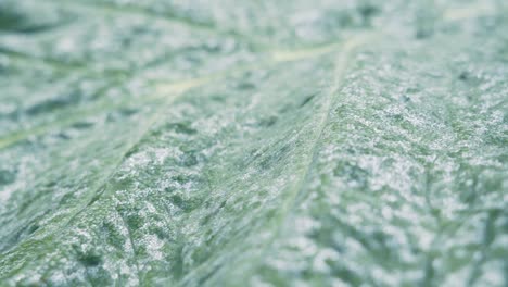 Macro-Shot-Of-A-Leaf-Covered-With-Early-Morning-Frost-In-Mayan-Tropical-Rainforest-In-Mexico