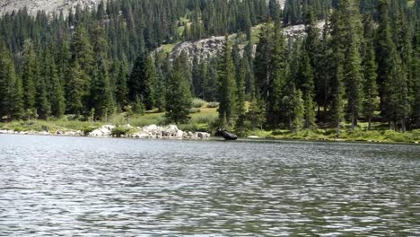 moose comes out of lake and shakes in colorado