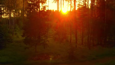 Colorful-red-and-orange-sunset-through-the-trees-in-the-forest