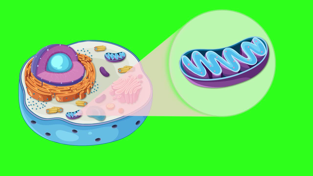 Detailed animation of an animal cell highlighting the mitochondrion with vibrant colors and smooth transitions