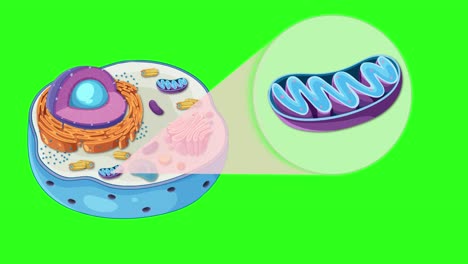 detailed animation of an animal cell highlighting the mitochondrion with vibrant colors and smooth transitions