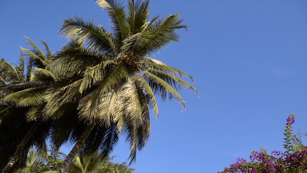 Birds eye view shot of coconut trees
