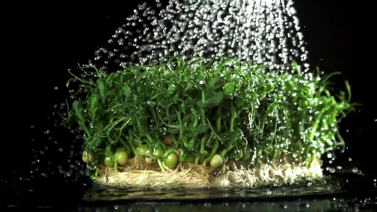 Goccioline d'acqua che cadono su microgreens freschi e verdi