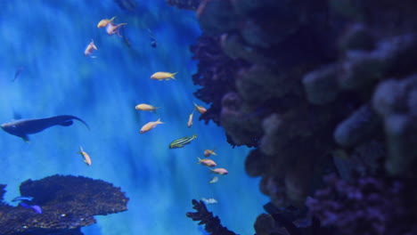 tropical fish in aquarium