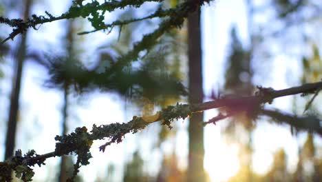 Rama-De-árbol-Con-Musgo-De-Liquen-Balanceándose-Suavemente-Durante-La-Puesta-De-Sol-En-Un-Bosque-En-Ruovesi,-Finlandia