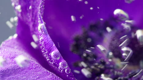 purple anemones petals in water with bubbles