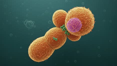 intricate visualization of cellular structures: cellular interactions explained through detailed imagery of biological formations under microscopic examination