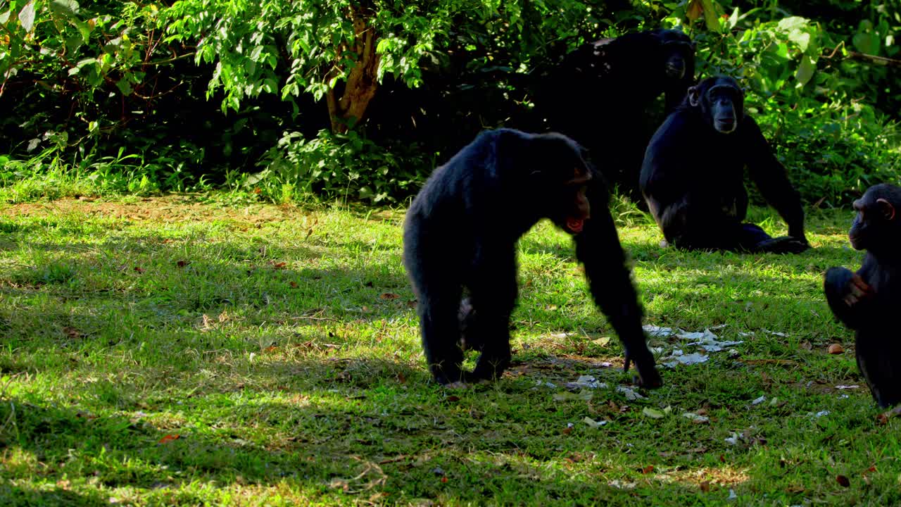 un grupo de chimpancés que viven en cautiverio en un zoológico en uganda, áfrica.