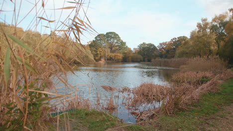 Reveal-Of-Lake---Pond-From-Behind-Rushes-In-Autumn---Fall,-In-Slow-Motion