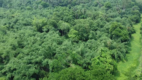 Aerial-view-shot-of-deep-green-forest