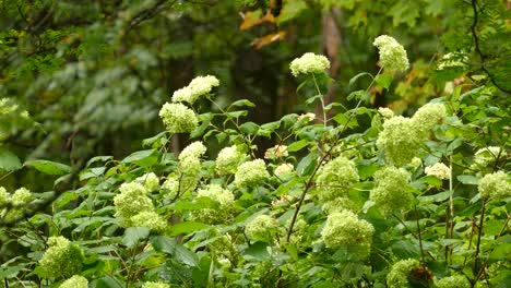 tiny little bird fluttering between the stems of a flowery plant in lush green forest